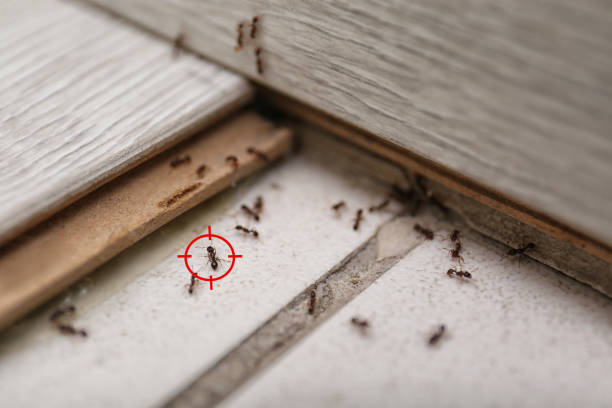 Best Affordable Pest Control Services  in Bay Minette, AL