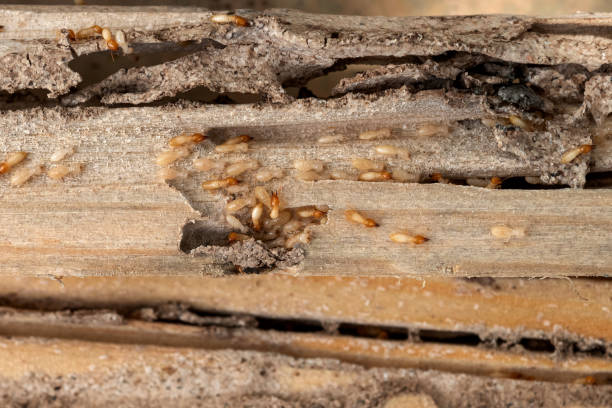 Best Cockroach Control Services  in Bay Minette, AL